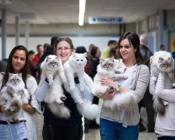 Nemzetközi Macskakiállítás Fehérváron