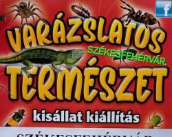 Varázslatos természet - tarantula expo és hüllő kiállítás